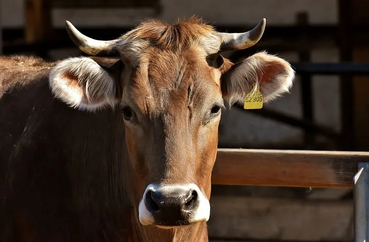 В Тюменской области пострадавшим от засухи предприятиям выделят по 10 тысяч рублей на корову 