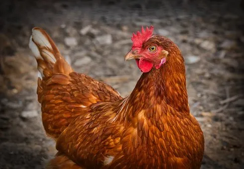 В Тюменской области выявлены новые очаги птичьего гриппа  