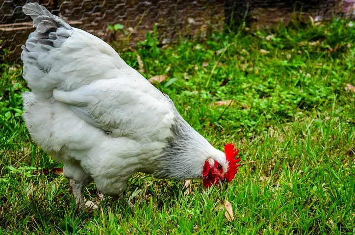 Ещё в одном тюменском селе выявлен птичий грипп