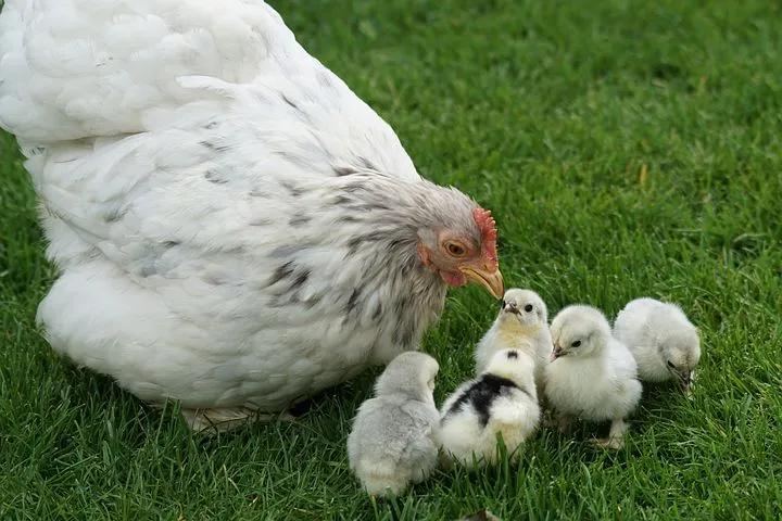 Тюменские власти вакцинируют куриц после вспышки птичьего гриппа