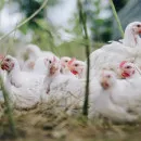 Тюменские ученые предложили птицефабрикам перерабатывать помет в биоуголь