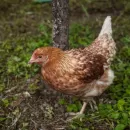 В Тюменской области началась вакцинация птиц от гриппа