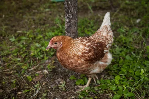 В Тюменской области началась вакцинация птиц от гриппа