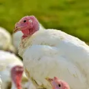Поражение гриппом отстрелянной дикой птицы в Тюменской области достигает 18%