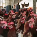 В тюменском муниципалитете объявили карантин по туберкулезу птиц