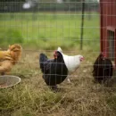 Тюменцы вдвое увеличили производство мяса птицы за пять лет