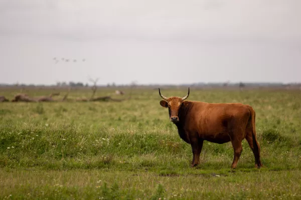 Предприятие из Тюменской области планирует запустить разведение бычков на мясо