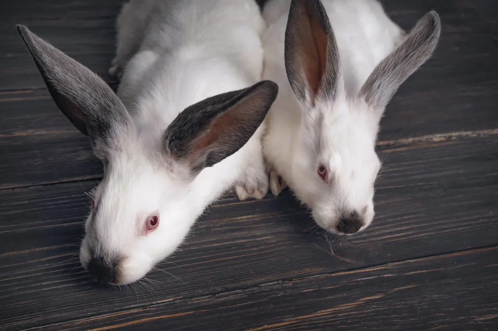 продажа кроликов Калифорнийской породы в Тюмени и Тюменской области