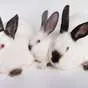 продажа кроликов Калифорнийской породы в Тюмени и Тюменской области 4