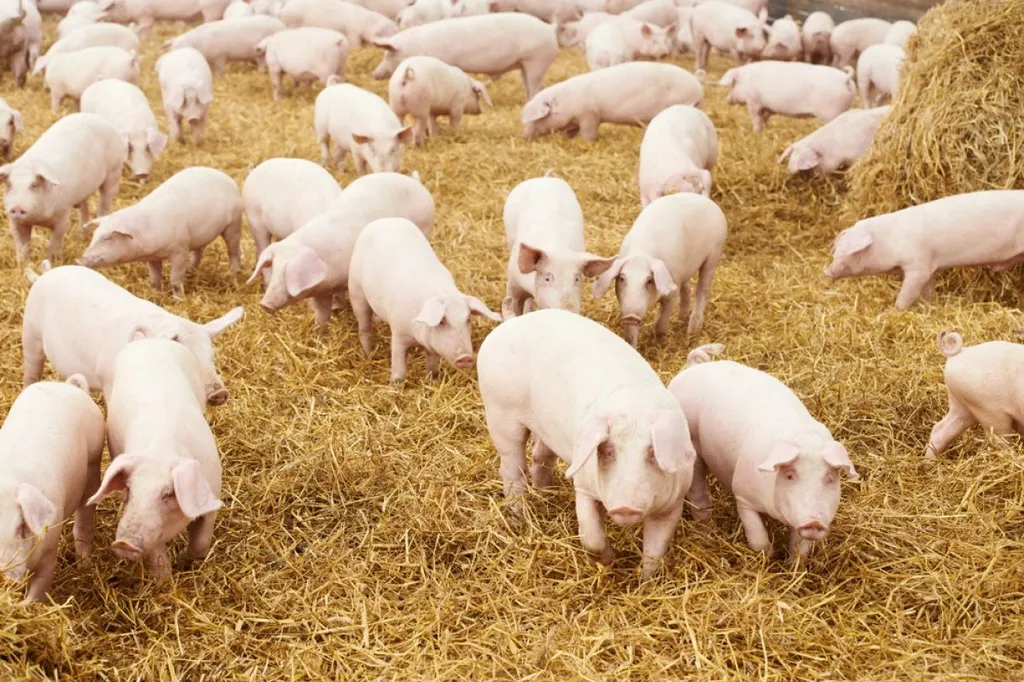 свиньи в живом весе в Тюмени