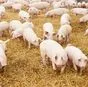 свиньи в живом весе в Тюмени